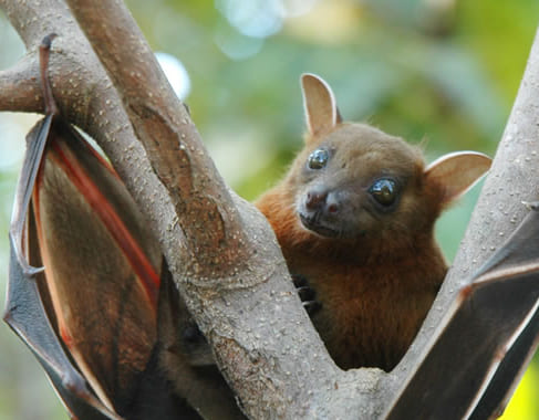 Dedetização de Morcegos no Cajamar