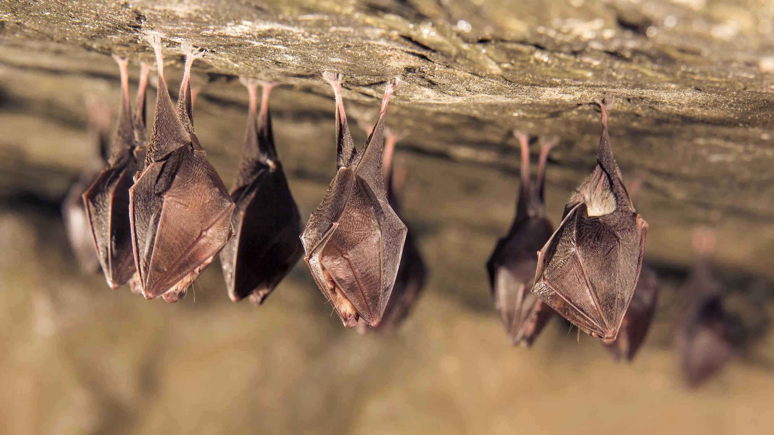 Dedetização de Morcegos em Guararema